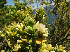 Baccharis vernalis