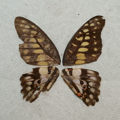 Graphium doson postianus