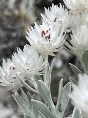 Syncarpha argyropsis