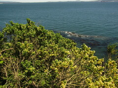 Baccharis vernalis