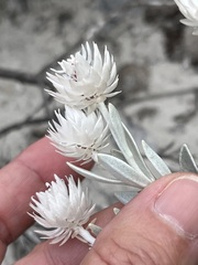 Syncarpha argyropsis