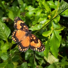 Chlosyne lacinia saundersi