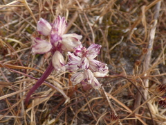 Lachenalia contaminata