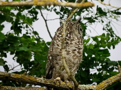 Bubo africanus africanus