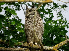 Bubo africanus africanus