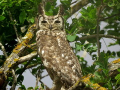 Bubo africanus
