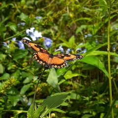 Chlosyne lacinia saundersi
