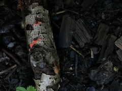 Dictydiaethalium plumbeum