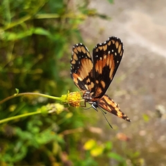 Chlosyne lacinia saundersi