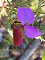Tephrosia grandiflora