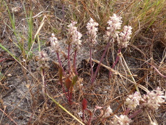Lachenalia contaminata