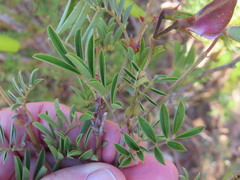 Tephrosia grandiflora