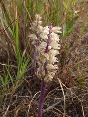 Lachenalia contaminata