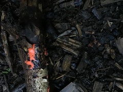 Dictydiaethalium plumbeum