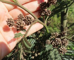 Dasineura rubiformis