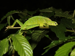 Bronchocela jubata