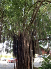 Ficus microcarpa microcarpa