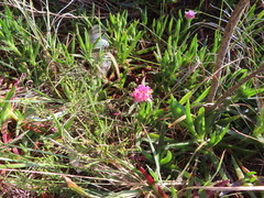 Carpobrotus mellei