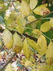 Fraxinus excelsior