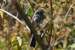 Anairetes flavirostris