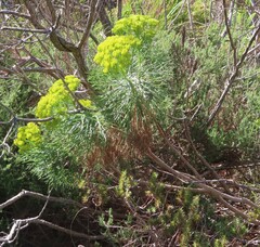 Hymenolepis crithmifolia