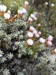 Helichrysum retortum
