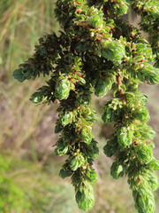 Cliffortia polygonifolia