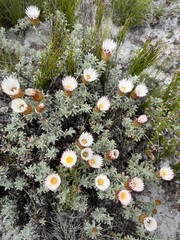 Helichrysum retortum