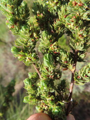 Cliffortia polygonifolia
