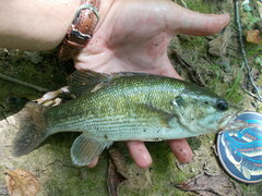 Micropterus punctulatus