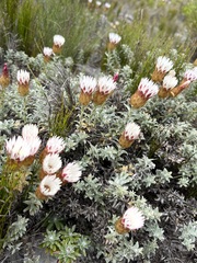 Helichrysum retortum
