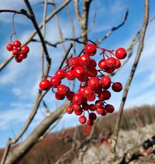 Sorbus aucuparia