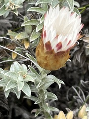 Helichrysum retortum