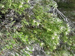 Leucadendron meridianum