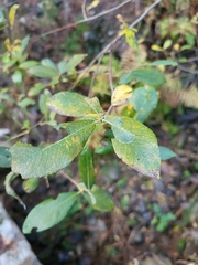Salix atrocinerea