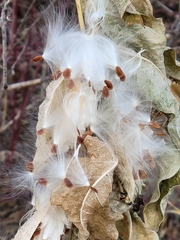 Asclepias