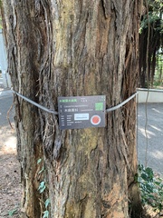Casuarinaceae