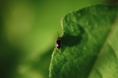 Longitarsus dorsalis