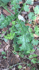 Carduus pycnocephalus