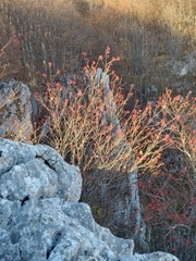Sorbus aucuparia