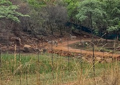 Equus quagga