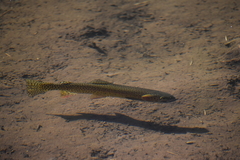 Oncorhynchus clarkii