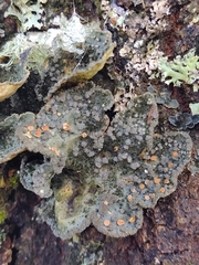 Lobarina scrobiculata