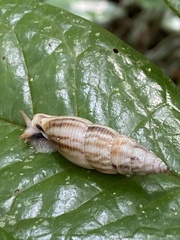 Moricandia willi
