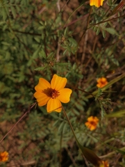 Tagetes tenuifolia