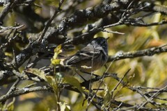 Anairetes flavirostris