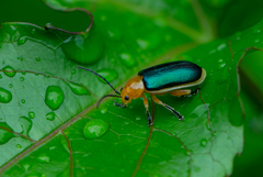 Cacoscelis marginata