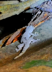 Thecadactylus rapicauda