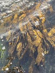 Eisenia arborea