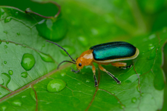 Cacoscelis marginata